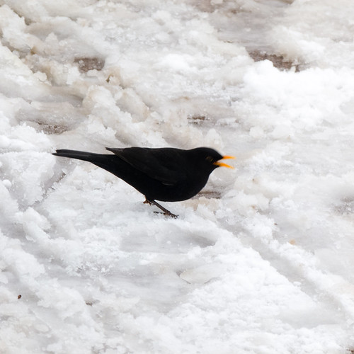 Winter: male blackbird in snow