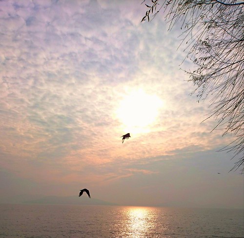 Winter sun by zenziyan, birds are stretching their wings under the winter sun seaside sunset reflection seabird seaview coas