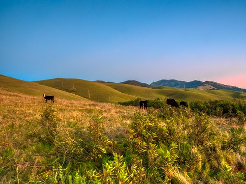 landscape hills mtdiablo sunset cows omd olympus foothills grass grazing