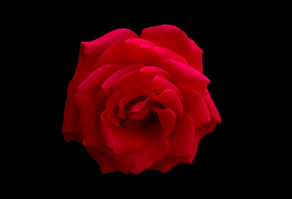 IMGP0059 Rose