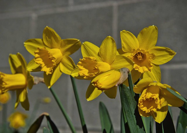 Daffodils at Imlay Elementary School 3 10 2019