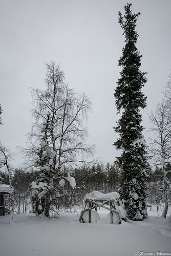 lapland lappi finland suomi winter snow tankavaara