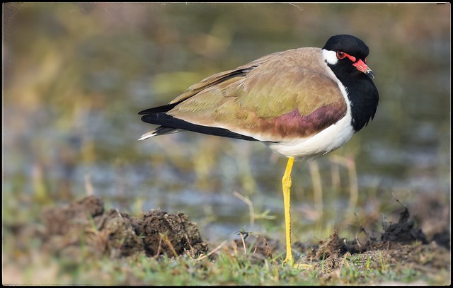 Yoga on one Leg? A Red wattled Lapwing relaxing.