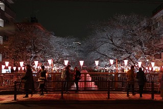 Sakura 2019@Meguro river_Tokyo_01