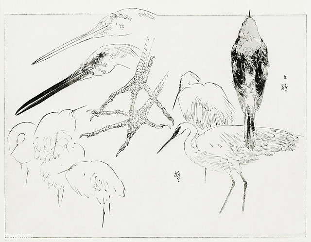 Little egret and Daurian redstart illustration from Bijutsu Seka