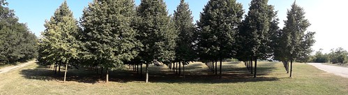 tree trees row smartphone panoramic