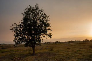 Lone tree, before sunset