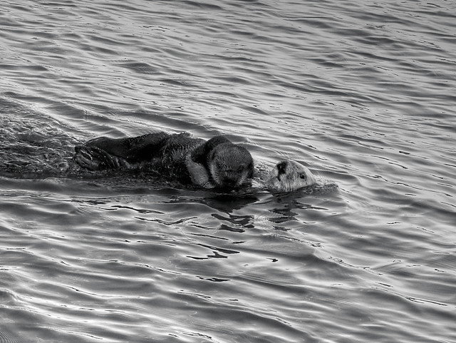 Mother and Pup Sea Otters