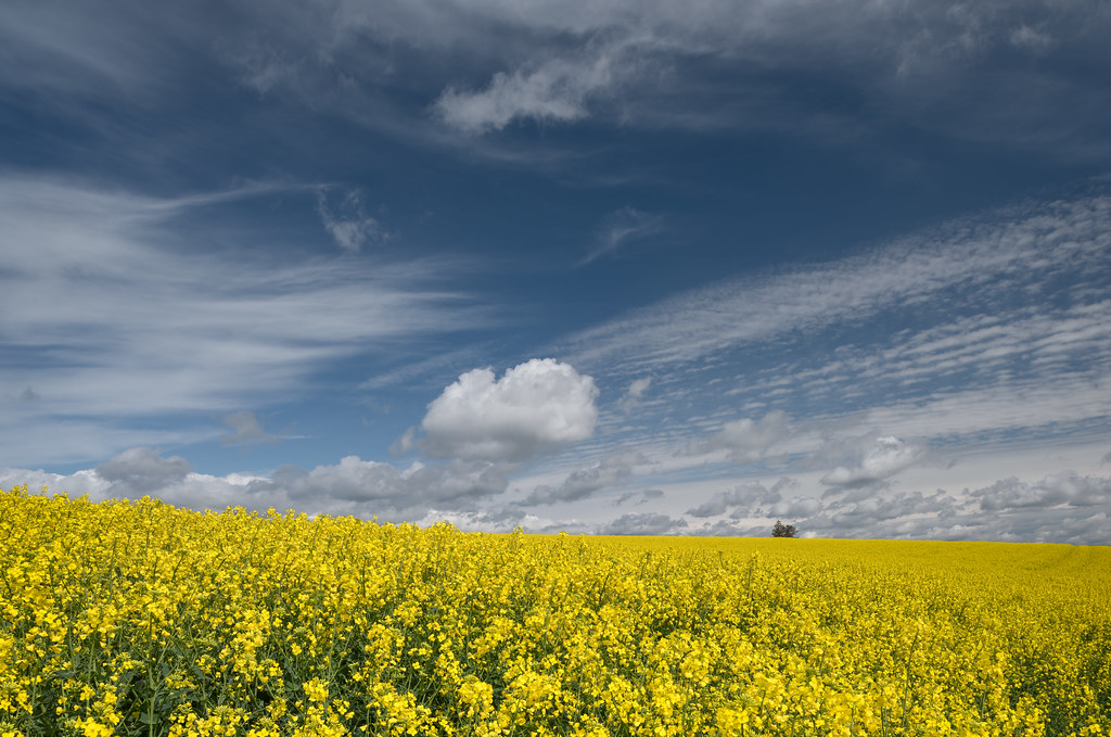 rapeseed field | Aberuthven | Perthshire