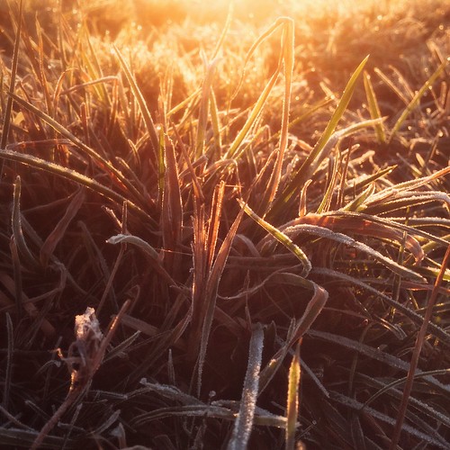 natuur natur nature winter vorst frost gras grass zonsopkomst sonnenaufgang sunrise