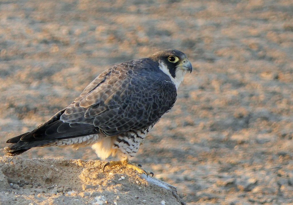 Halcón Peregrino, Peregrine Falcon (Falco peregrinus)