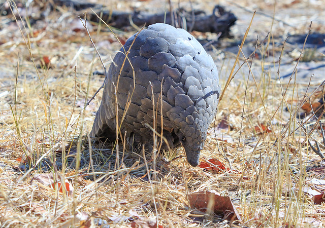Endangered Pangolin in Hwange