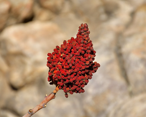 eechillington nikond7500 viewnxi mountolympus utah hiking plants smoothsumac fruit nature patterns
