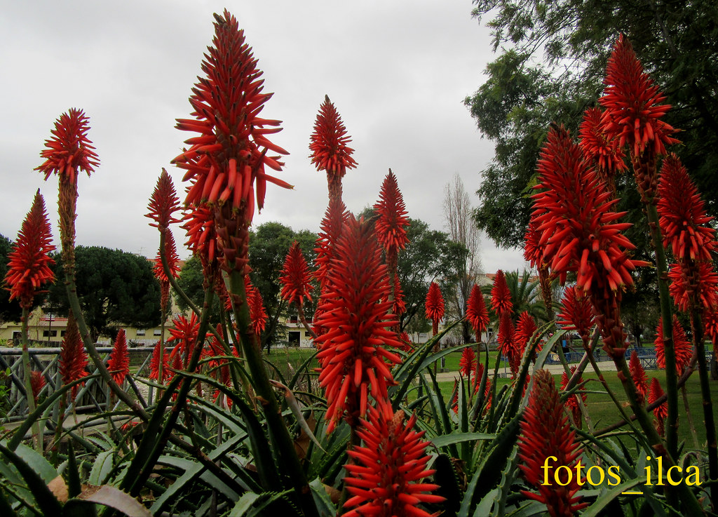 Flores | Flor de Aloe Vera Aloe Vera Flower | Inácio Alves | Flickr