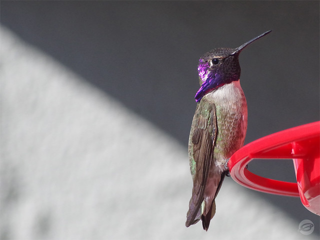 Costa's Hummingbird Male