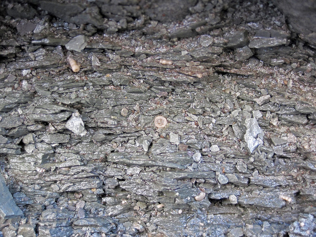 Fossiliferous shale (Ramey Creek Member, Slade Formation, Upper Mississippian; Bighill Mountain roadcut, south of Bighill, Kentucky, USA)