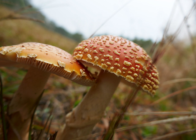 Two red orange mushrooms
