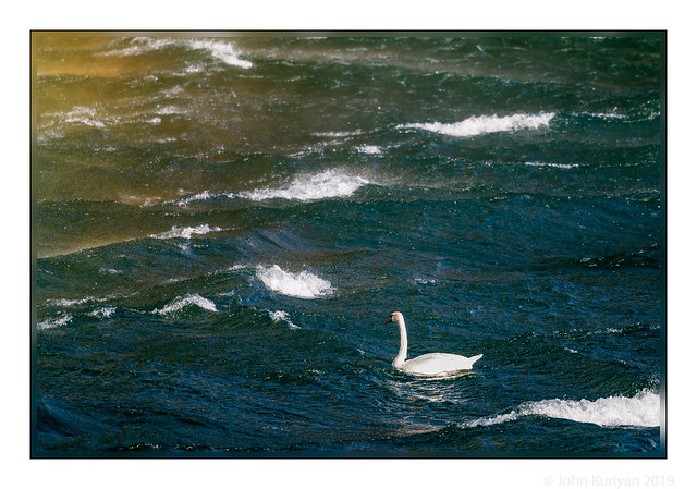 White Swan and Blue Danube