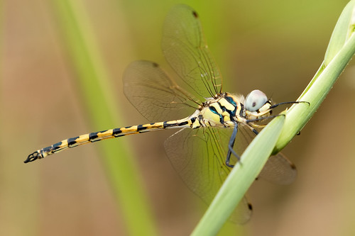 dragonfly yellowspotted emerald