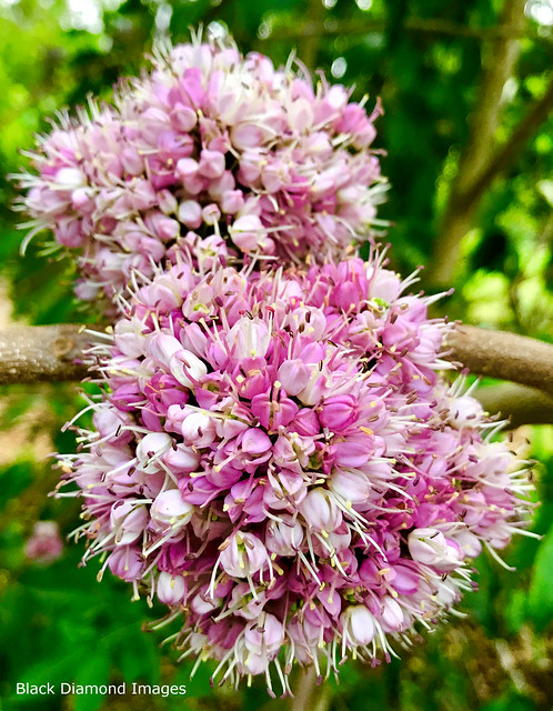 Melicope elleryana - Pink Euodia, Pink Flowered Doughwood