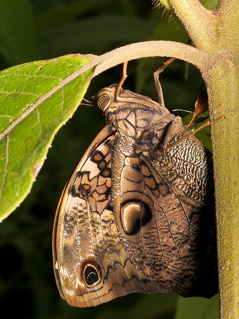 Owl-Butterfly, Caligo sp. with assassin bug