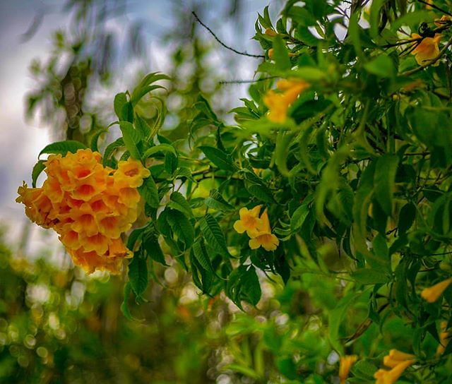 #tree #flower #trees #flowerstagram #花 #floweroftheday #flowermagic #forest #flowersofinstagram #treestagram #flowerslovers #mothernature #garden #treescape #weather #flowerporn #꽃 #floral #dusk #blossom #plants #twilight #rose #petals #flowerpower #botan