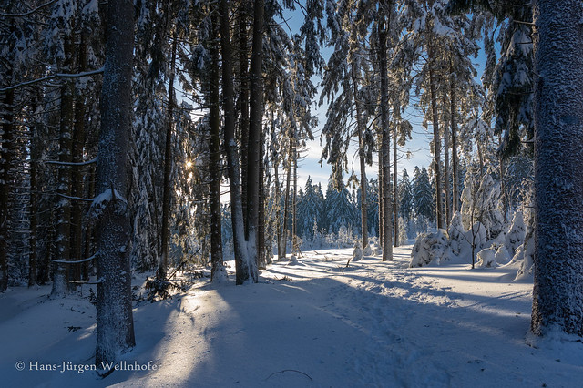 Unterwegs im Winterwald