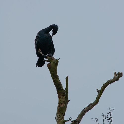 Young cormorant, West Park (2016)