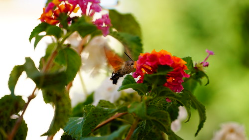 Hummingbird - AB.