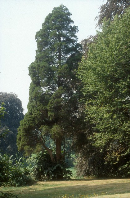 Juniperus virginiana-03