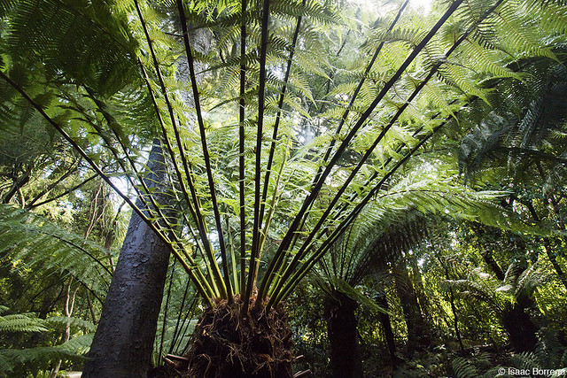 Jungle of Christchurch