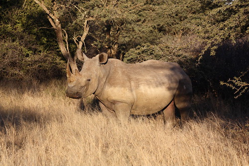freestate southafrica südafrika suidafrika sandveld wildpark gamereserve animal tier nashorn whiterhino bigfive