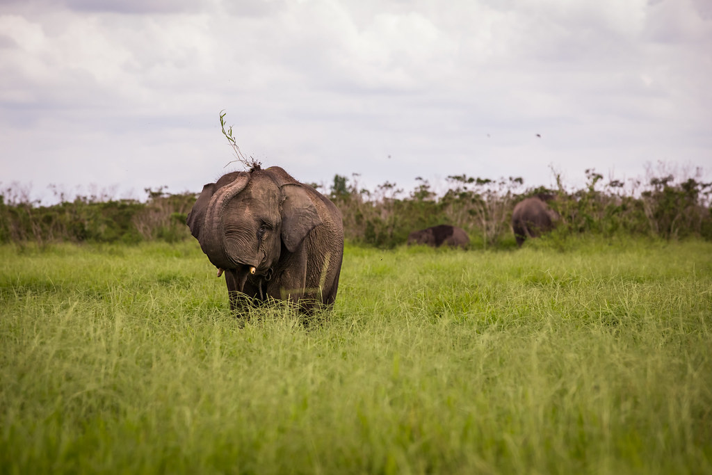 Padang Sugihan Wildlife Reserve is home to 31 domesticated Elephants that live in lowland habitats.