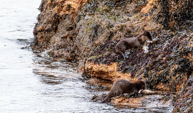 Nice Surprise today to Catch a Pair of Otters Feeding at the Mouth of the River Dee Aberdeen