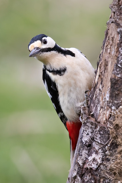 Great spotted woodpecker f