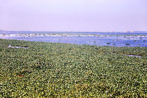 IMG00264 by David441491, St. Johns River
Circa 1971-72

If you ever wonder why we got rid of or reduced phosphorous and nitro