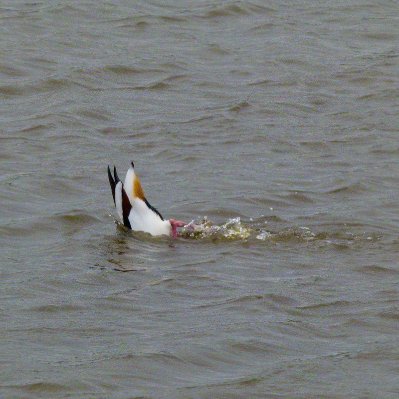 Shelduck feeding, RSPB Bowling Green, Topsham