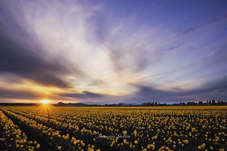 Sunburst and Daffodils