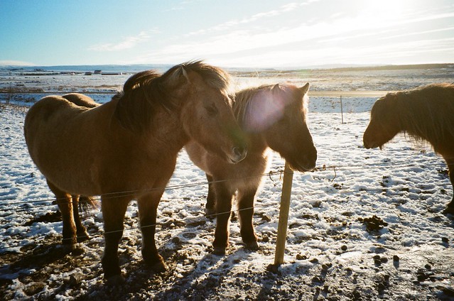- Icelandic horses -