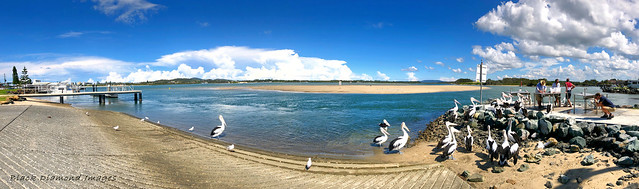 Pelican Feeding on the Wallamba River Channel, Tuncurry, Mid North Coast, NW