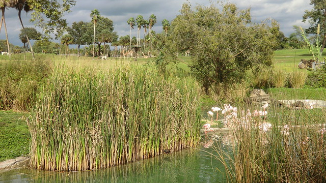 Florida - Tampa:  Busch Gardens - the amazing African Wildlife area