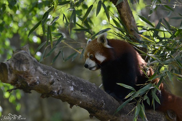 Panda roux - Ailurus fulgens