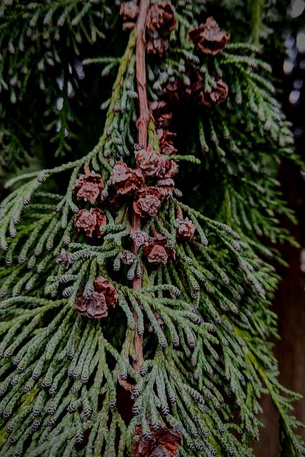 Port-Orford-Cedar (Chamaecyparis lawsonia)