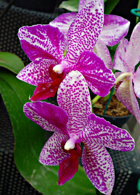 Orquídea...P1090059P