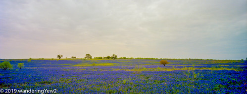 120 atascosacounty horseman6x12panoramiccamera sandylandbluebonnet texas texaswildflowers bluebonnet film filmscan flower mediumformat panoramic panoramiccamera wildflower