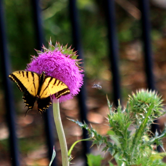 Purple Thistle with Yellow Butterfly