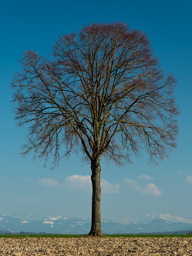arbre tree hiver paysage landscape sony a7r2 a7rii 24105 broye fribourg suisse switzerland