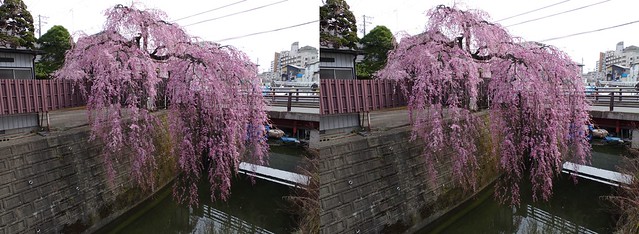 Cherry blossoms at Ishibashi-ya in Sendai, stereo parallel view