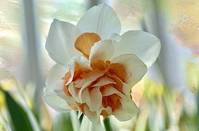 Double ruffled peach Daffodil