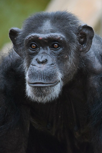Chimpanzee @ Zoo de Beauval 17-05-2018